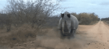 Những vụ trả thù kinh hoàng và thảm khốc nhất mà động vật hoang dã dành cho con người