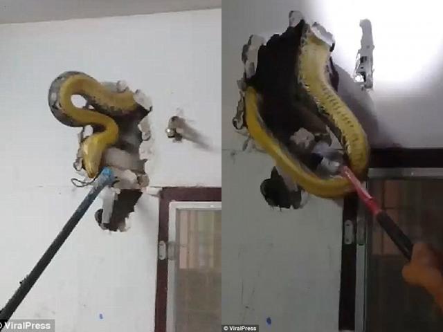 Nghe tiếng rít ghê rợn bên trong tường, chủ nhà phá ra mới phát hiện điều khủng khiếp