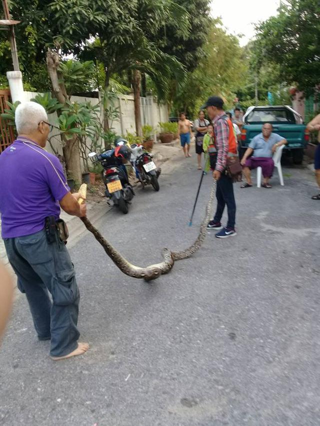 Nghe tiếng rít ghê rợn bên trong tường, chủ nhà phá ra mới phát hiện điều khủng khiếp