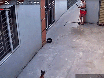 Đỉnh cao sân si: Người phụ nữ đứng chờ đầu ngõ rồi tung gậy hạ knock out một chú chó