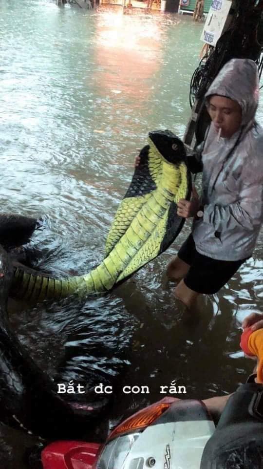 Hình ảnh rắn hổ mang xuất hiện trên đường phố Nha Trang khiến nhiều người kinh hãi Hình ảnh rắn hổ mang xuất hiện trên đường phố Nha Trang khiến nhiều người kinh hãi