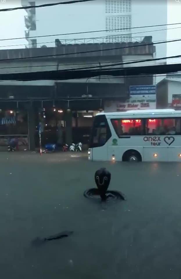 Hình ảnh rắn hổ mang xuất hiện trên đường phố Nha Trang khiến nhiều người kinh hãi Hình ảnh rắn hổ mang xuất hiện trên đường phố Nha Trang khiến nhiều người kinh hãi