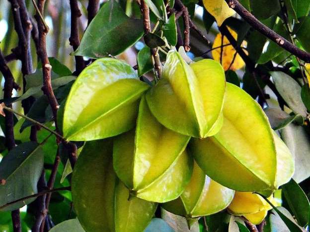 Đã có nhiều người tử vong vì ngộ độc sau khi ăn khế: Cảnh báo những đối tượng không nên ăn loại trái cây này