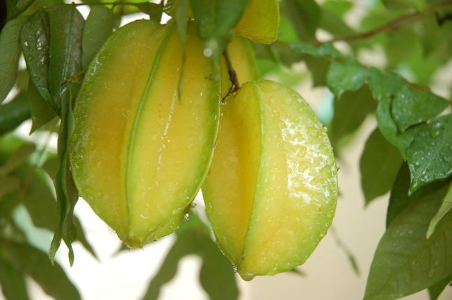 Đã có nhiều người tử vong vì ngộ độc sau khi ăn khế: Cảnh báo những đối tượng không nên ăn loại trái cây này