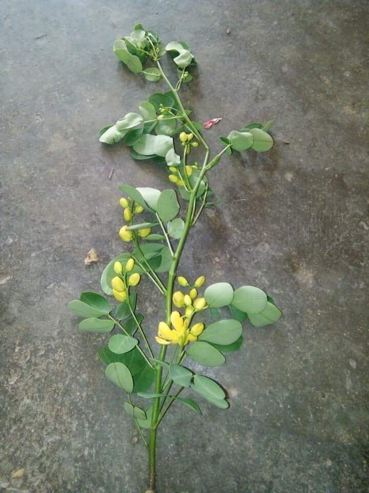 Hà Tĩnh: Uống thuốc lá cây trong vườn, vợ tử vong, chồng nguy kịch