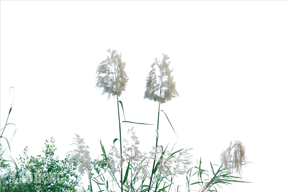 Hà Nội chớm đông và phông nền cỏ lau đẹp rụng tim cho các nàng mê chụp ảnh