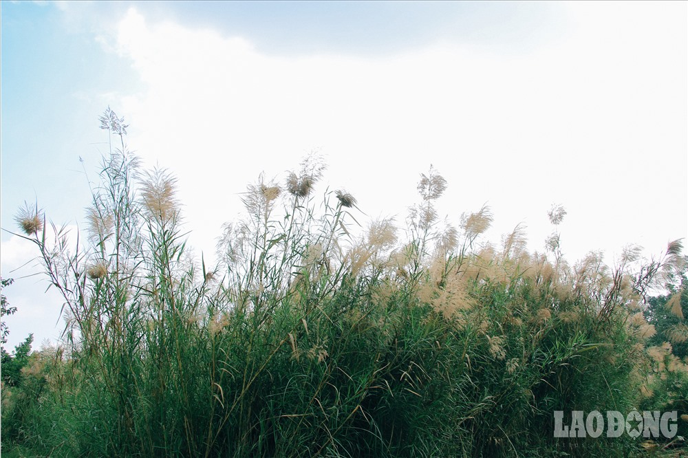 Hà Nội chớm đông và phông nền cỏ lau đẹp rụng tim cho các nàng mê chụp ảnh