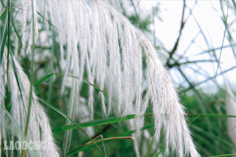 Hà Nội chớm đông và phông nền cỏ lau đẹp rụng tim cho các nàng mê chụp ảnh