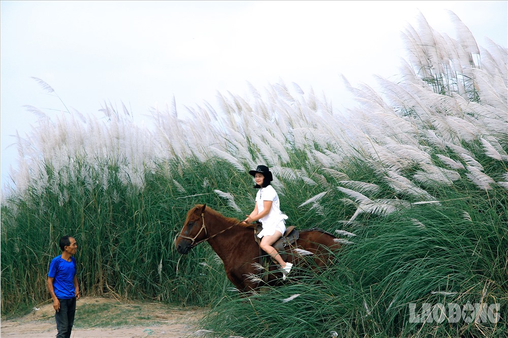 Hà Nội chớm đông và phông nền cỏ lau đẹp rụng tim cho các nàng mê chụp ảnh