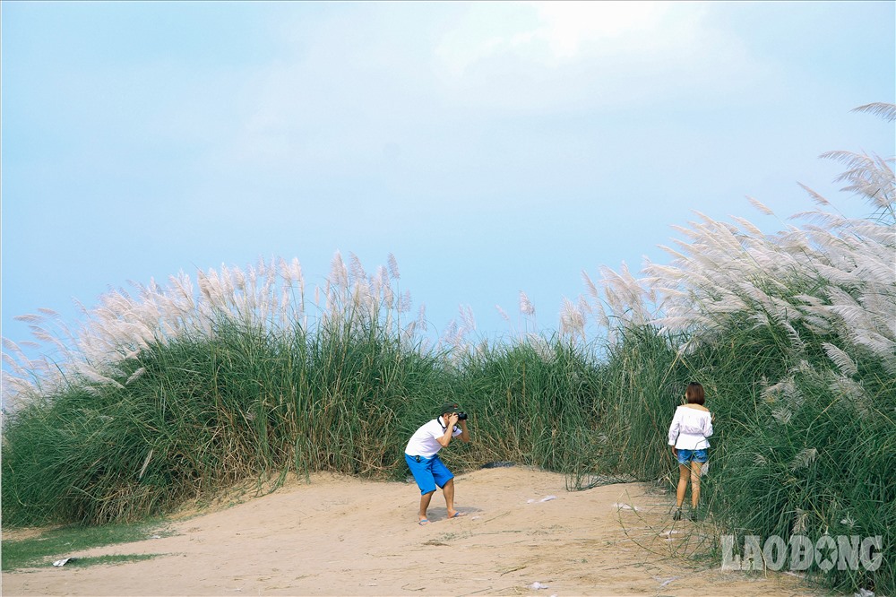 Hà Nội chớm đông và phông nền cỏ lau đẹp rụng tim cho các nàng mê chụp ảnh