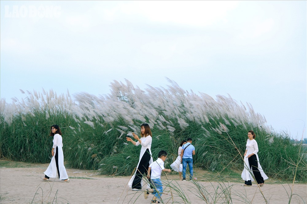 Hà Nội chớm đông và phông nền cỏ lau đẹp rụng tim cho các nàng mê chụp ảnh