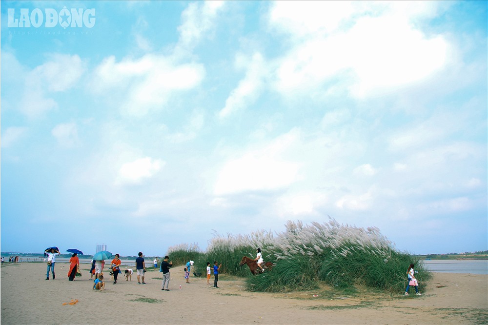 Hà Nội chớm đông và phông nền cỏ lau đẹp rụng tim cho các nàng mê chụp ảnh