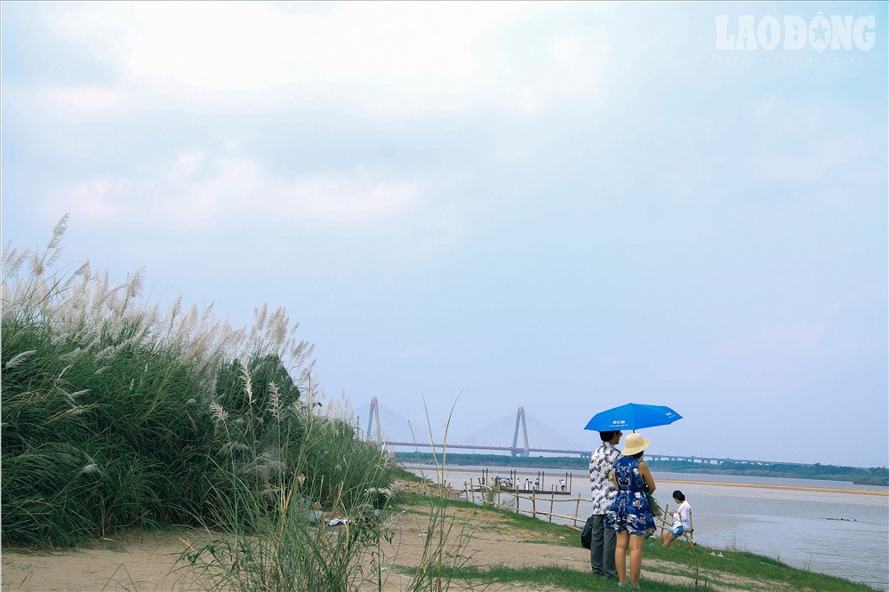 Hà Nội chớm đông và phông nền cỏ lau đẹp rụng tim cho các nàng mê chụp ảnh