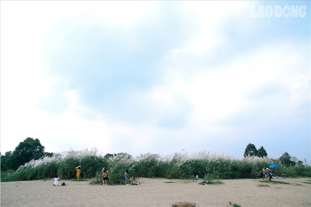 Hà Nội chớm đông và phông nền cỏ lau đẹp rụng tim cho các nàng mê chụp ảnh