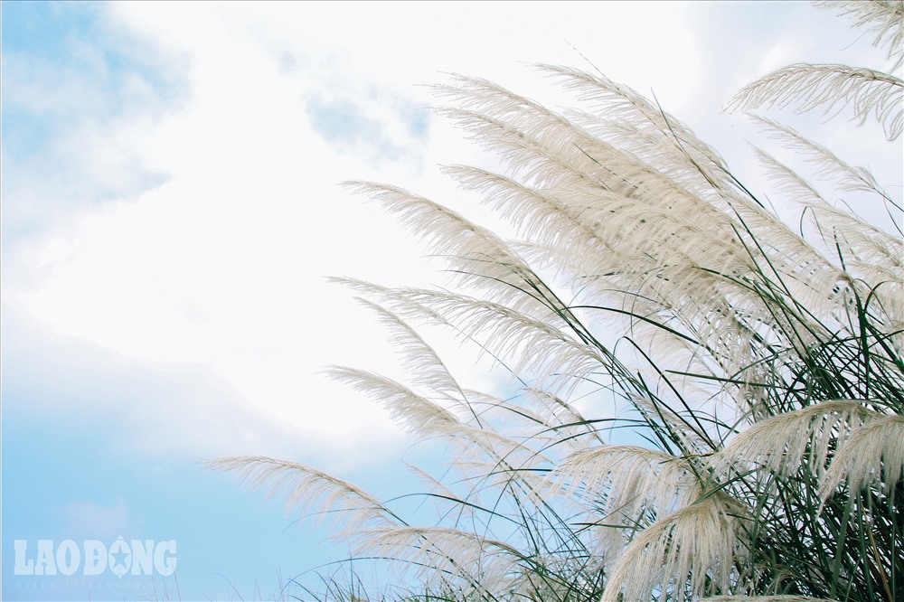 Hà Nội chớm đông và phông nền cỏ lau đẹp rụng tim cho các nàng mê chụp ảnh