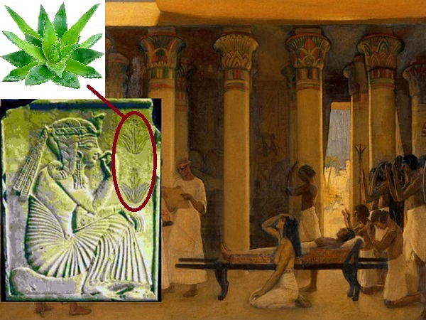 Tại sao Lô hội được coi là “cây bất tử” trong truyền thuyết