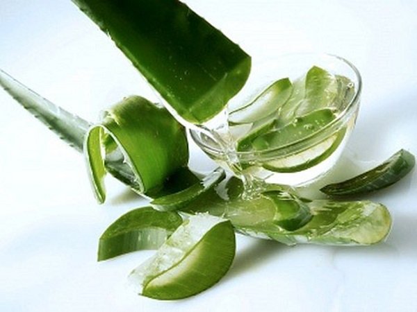 Tại sao Lô hội được coi là “cây bất tử” trong truyền thuyết