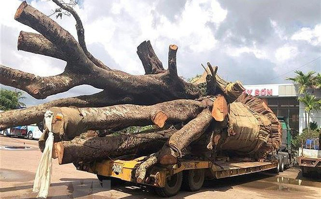 Xử phạt 12,5 triệu xe đầu kéo chở cây siêu khủng