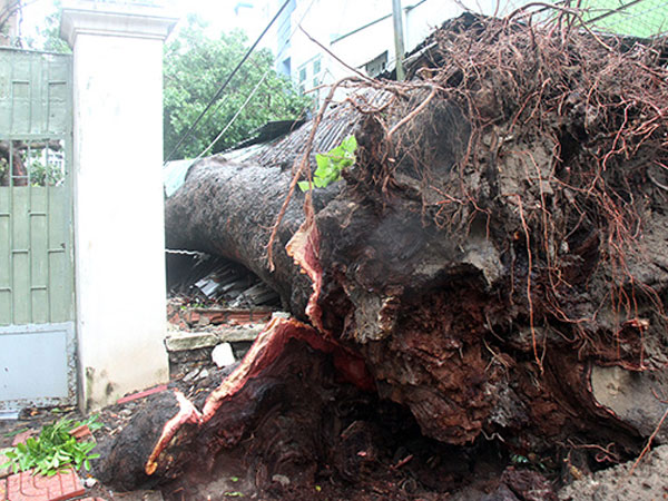 Bão Usagi quét qua Vũng Tàu, nhiều cây bật gốc