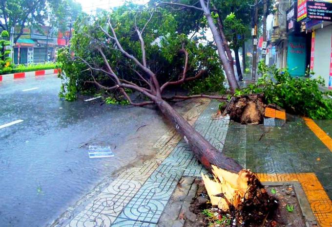 Hàng loạt cây xanh bị quật ngã, nhà tốc mái khi bão Usagi đổ bộ