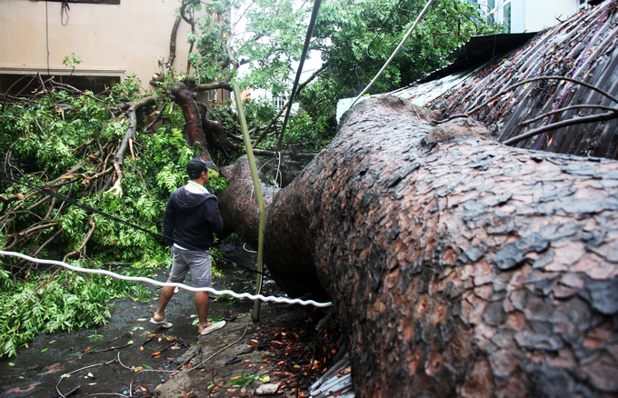 Hàng loạt cây xanh bị quật ngã, nhà tốc mái khi bão Usagi đổ bộ