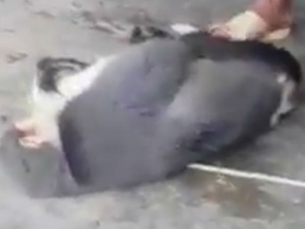 Kiểm lâm truy tìm người giết voọc đăng video trên Facebook