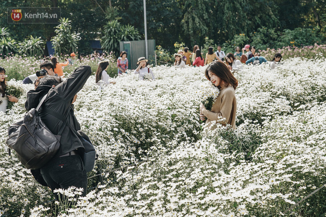 Video ảnh: Vườn cúc họa mi ở Hà Nội tiếp tục thất thủ: Đường vào tắc nghẽn, chụp một bức ảnh phải né bao nhiêu người