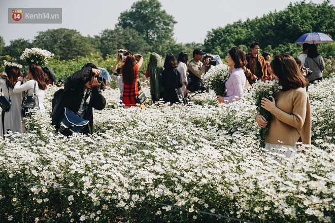 Video ảnh: Vườn cúc họa mi ở Hà Nội tiếp tục thất thủ: Đường vào tắc nghẽn, chụp một bức ảnh phải né bao nhiêu người