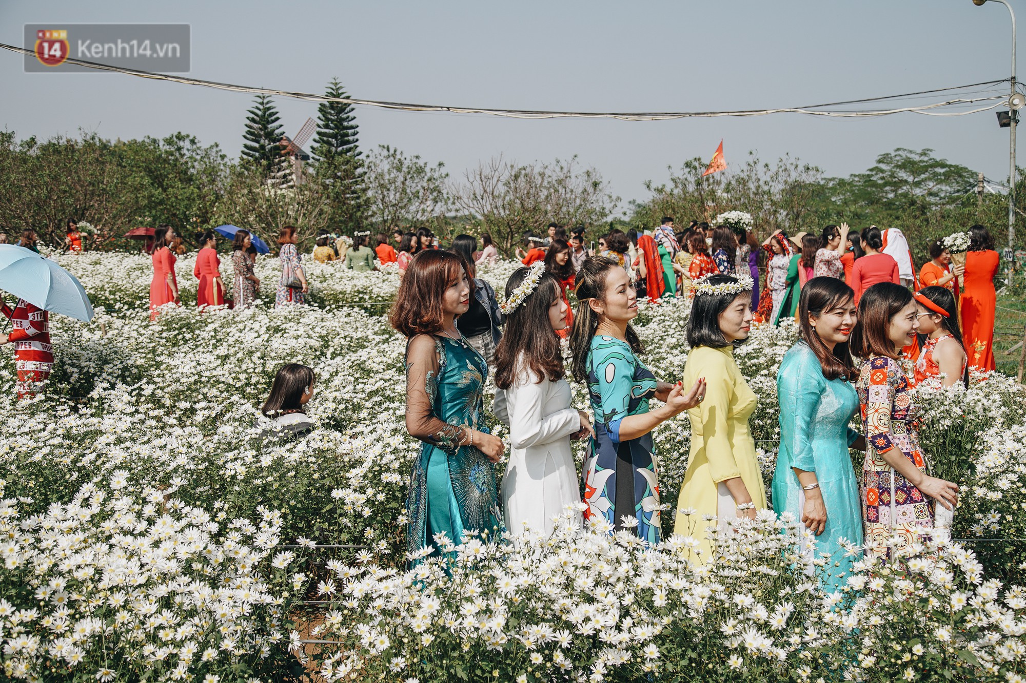 Video ảnh: Vườn cúc họa mi ở Hà Nội tiếp tục thất thủ: Đường vào tắc nghẽn, chụp một bức ảnh phải né bao nhiêu người