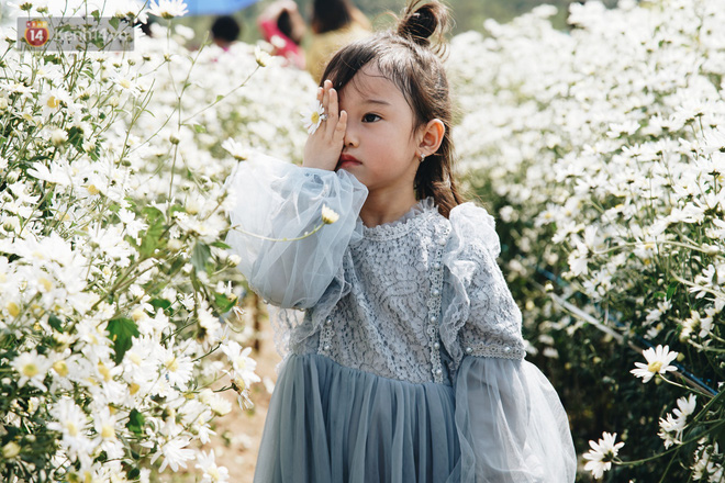 Video ảnh: Vườn cúc họa mi ở Hà Nội tiếp tục thất thủ: Đường vào tắc nghẽn, chụp một bức ảnh phải né bao nhiêu người