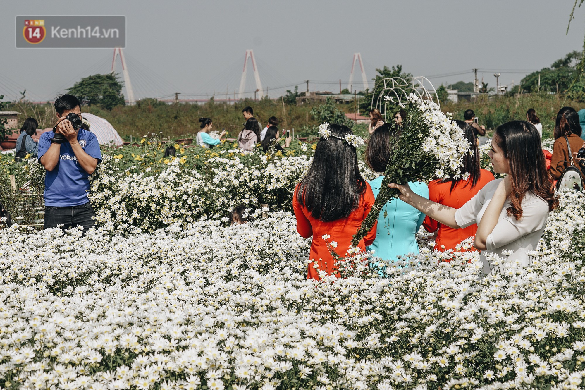 Video ảnh: Vườn cúc họa mi ở Hà Nội tiếp tục thất thủ: Đường vào tắc nghẽn, chụp một bức ảnh phải né bao nhiêu người