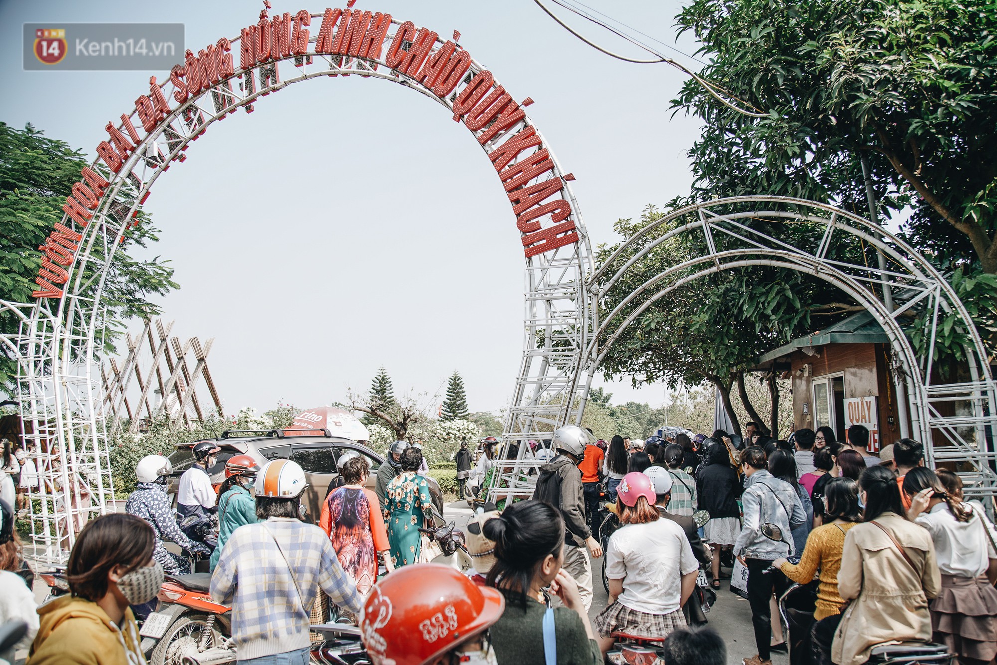 Video ảnh: Vườn cúc họa mi ở Hà Nội tiếp tục thất thủ: Đường vào tắc nghẽn, chụp một bức ảnh phải né bao nhiêu người