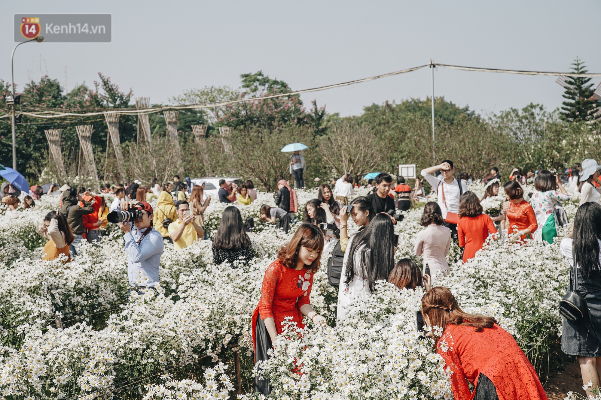 Video ảnh: Vườn cúc họa mi ở Hà Nội tiếp tục thất thủ: Đường vào tắc nghẽn, chụp một bức ảnh phải né bao nhiêu người
