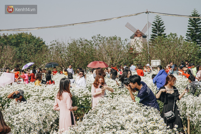 Video ảnh: Vườn cúc họa mi ở Hà Nội tiếp tục thất thủ: Đường vào tắc nghẽn, chụp một bức ảnh phải né bao nhiêu người
