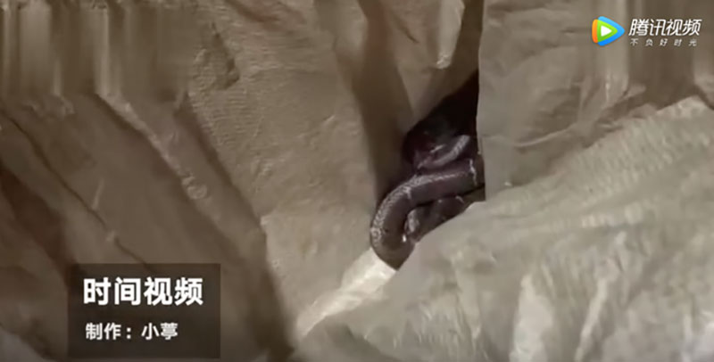 Dùng rắn độc đe dọa cưỡng hiếp một cô gái, người đàn ông phải trả giá bằng tính mạng do chính hành động của mình