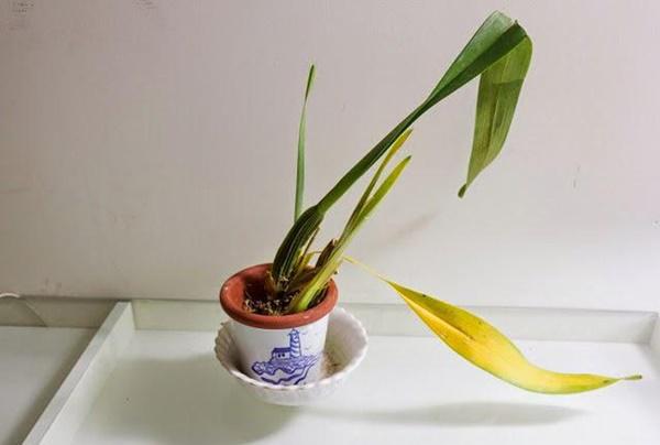 Nếu muốn muôn đời nghèo hèn, làm mãi không có tiền thì cứ mang 7 loại cây này về nhà