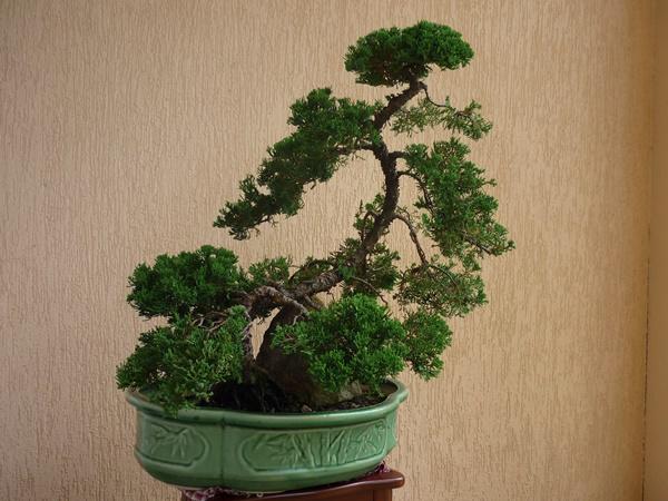 Nếu muốn muôn đời nghèo hèn, làm mãi không có tiền thì cứ mang 7 loại cây này về nhà