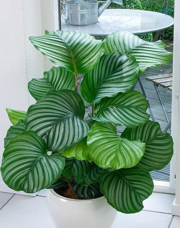 Nếu muốn muôn đời nghèo hèn, làm mãi không có tiền thì cứ mang 7 loại cây này về nhà