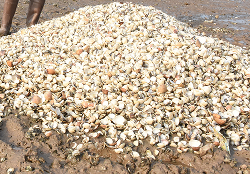 Hàng trăm tấn ngao ở Nghệ An chết chưa rõ nguyên nhân