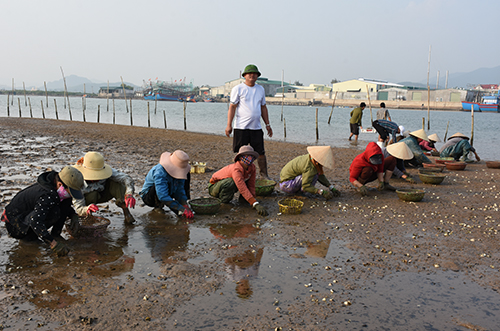Hàng trăm tấn ngao ở Nghệ An chết chưa rõ nguyên nhân