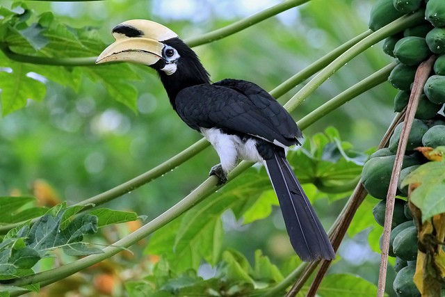 2 con chim bị giám đốc doanh nghiệp giết thịt khoe facebook có phải Hồng hoàng quý hiếm?