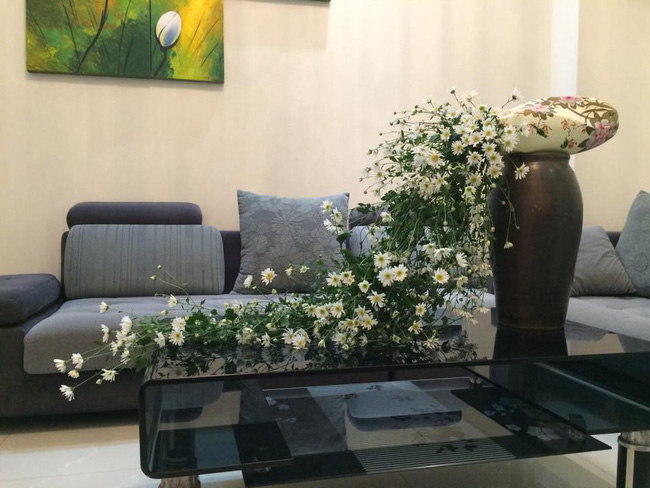 Làm đẹp nhà đón mùa đông Hà Nội với cúc họa mi đẹp dịu dàng, bình yên