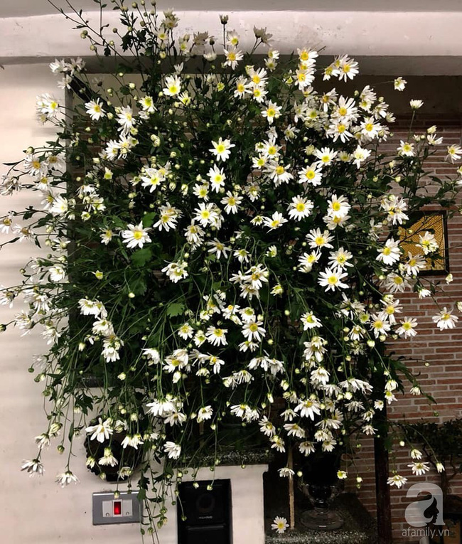 Làm đẹp nhà đón mùa đông Hà Nội với cúc họa mi đẹp dịu dàng, bình yên