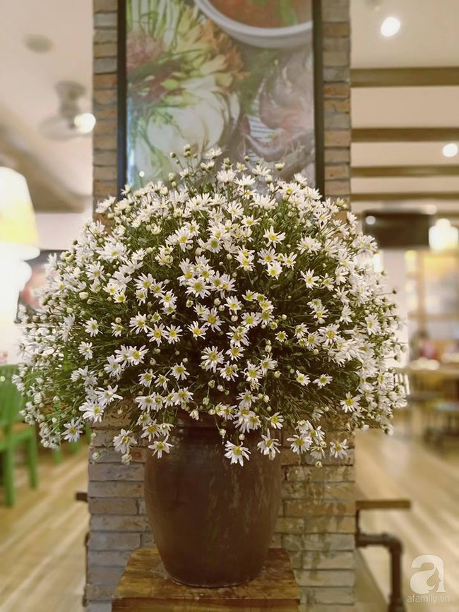 Làm đẹp nhà đón mùa đông Hà Nội với cúc họa mi đẹp dịu dàng, bình yên