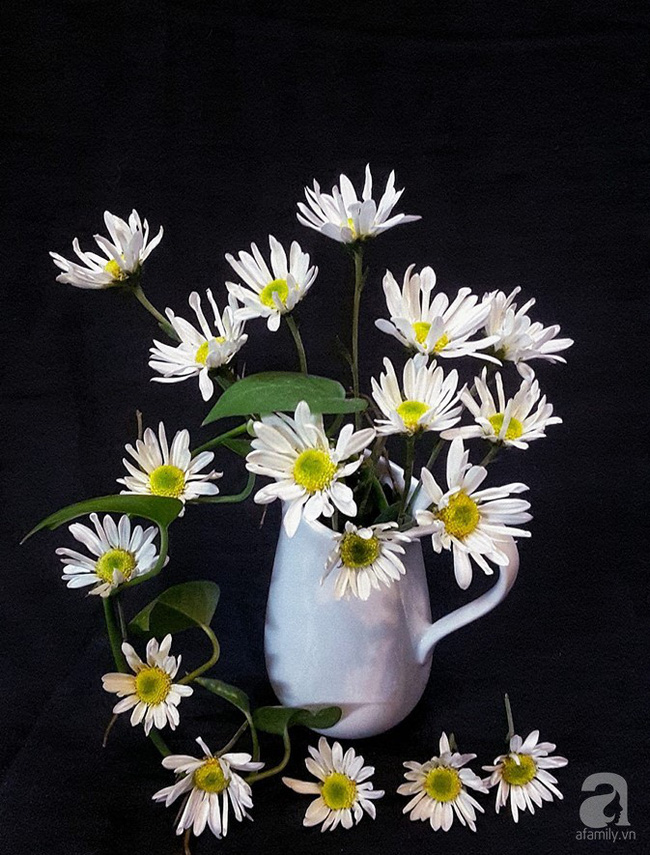 Làm đẹp nhà đón mùa đông Hà Nội với cúc họa mi đẹp dịu dàng, bình yên