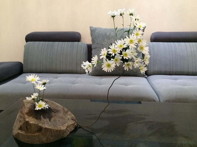 Làm đẹp nhà đón mùa đông Hà Nội với cúc họa mi đẹp dịu dàng, bình yên