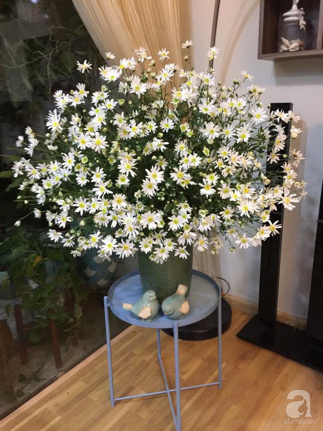 Làm đẹp nhà đón mùa đông Hà Nội với cúc họa mi đẹp dịu dàng, bình yên