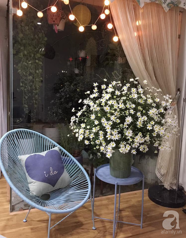 Làm đẹp nhà đón mùa đông Hà Nội với cúc họa mi đẹp dịu dàng, bình yên