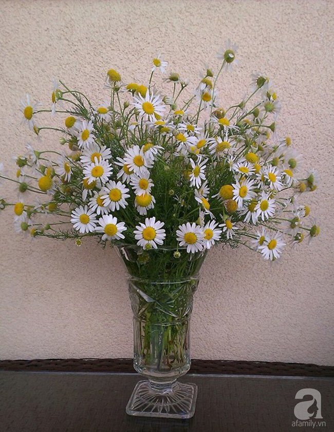 Làm đẹp nhà đón mùa đông Hà Nội với cúc họa mi đẹp dịu dàng, bình yên