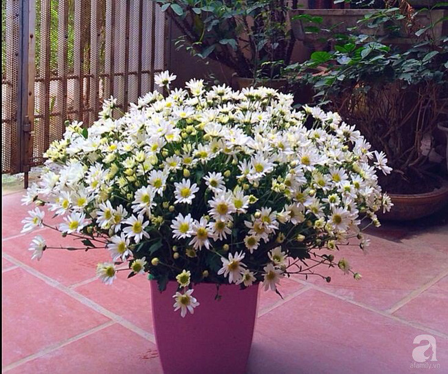 Làm đẹp nhà đón mùa đông Hà Nội với cúc họa mi đẹp dịu dàng, bình yên